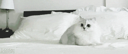 cat111