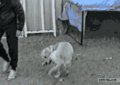 1334933488_1334897562_gifs_03
