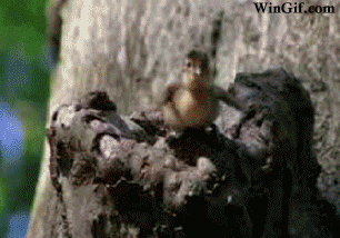 WGbabyduckjumpsfromtree