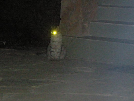 кот-киборг