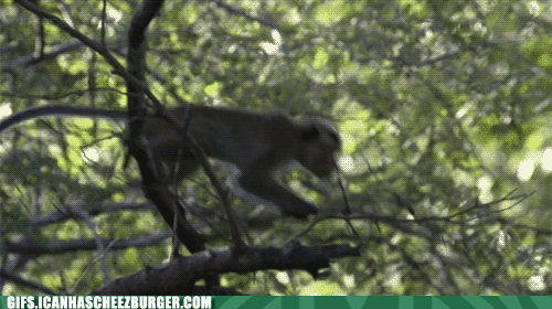 funnyanimalgifscalmdowntheremacaque