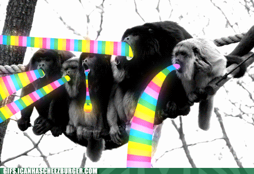 funny-animal-gifs-and-here-we-have-the-wild-barfing-monkeys-of-borneo