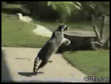 Raccoon_hops