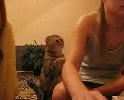 catstsuco