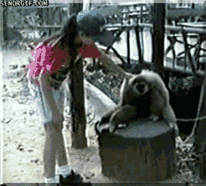 funny-gifs-demanding-monkey-has-a-bad-itch