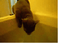 tumblr_m3krq8QfW61rtbmh0o1_250