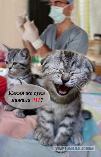 кошак3