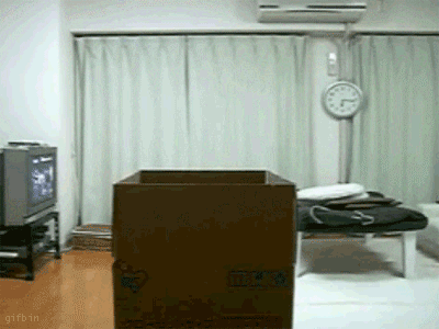 1247134068_maru-jumps-out-of-box