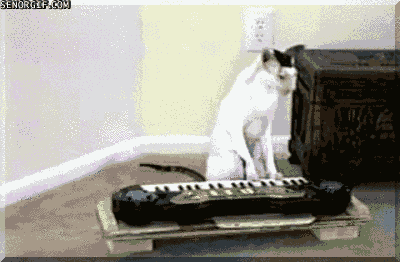 funny-gifs-kitty-on-the-keys