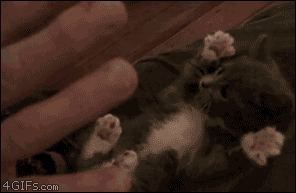 Kitten-surprised[1]