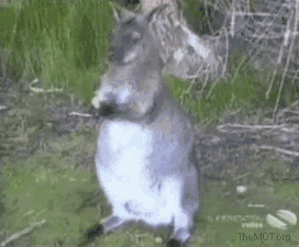 gifs_19