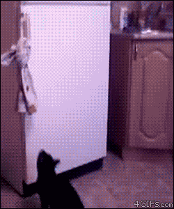 Acrobaticfridgecat