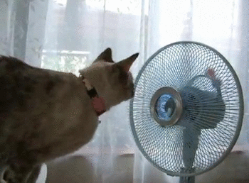 animated_gif_catsmob_com_01087_013
