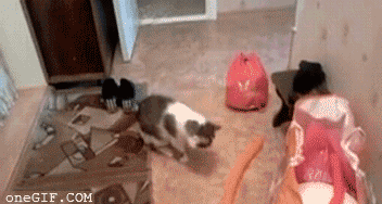 Un-gato-curioso