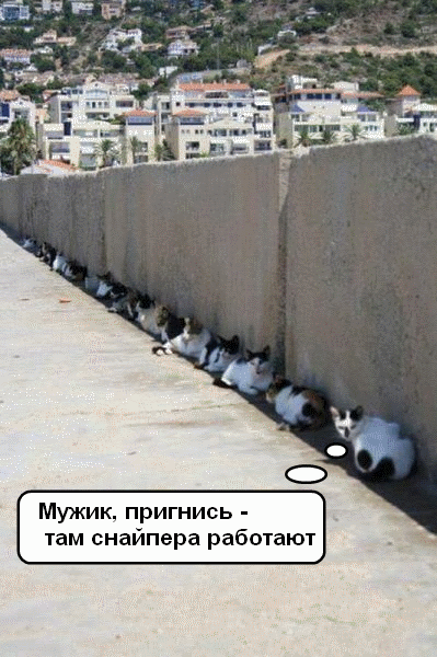 коты