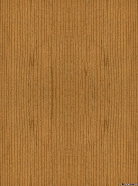 derevo_oregon_Pine_1