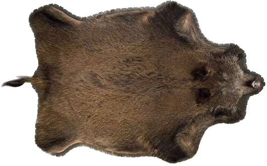 shkura