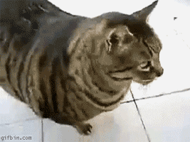 mrmow