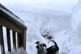 пёс в снегу