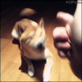 Dog-shot-twice-plays-dead