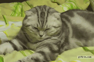 котя3