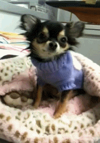 gifs_12