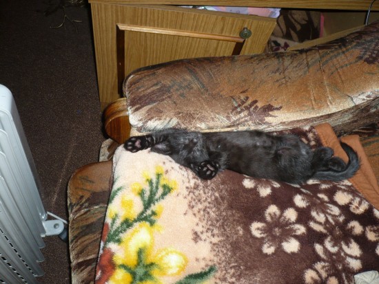 катафторнег