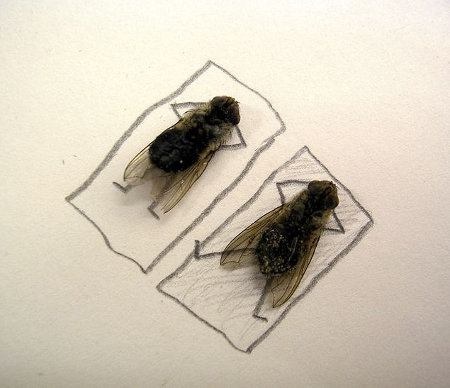 flies-6