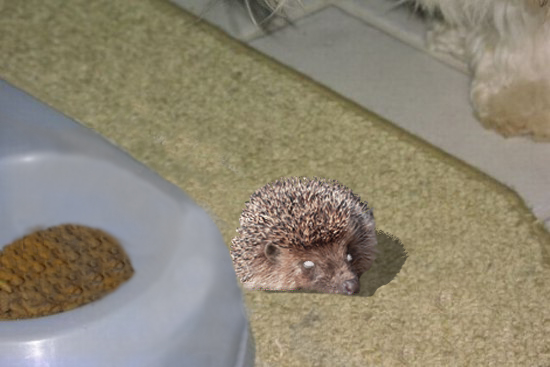 тестер-ежик