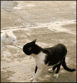 Angry-cobra-cat