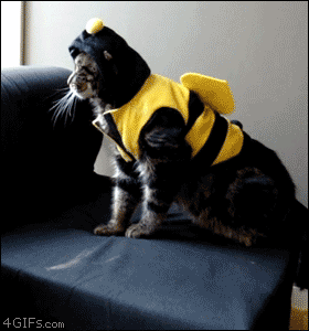 Cat Falls