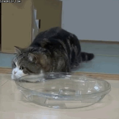 funnygifsprotectionofthedish