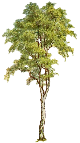 bereza