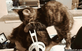 котёнок на голове