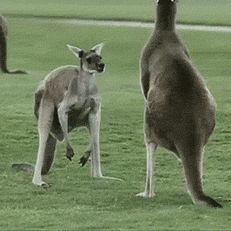 gifs_07