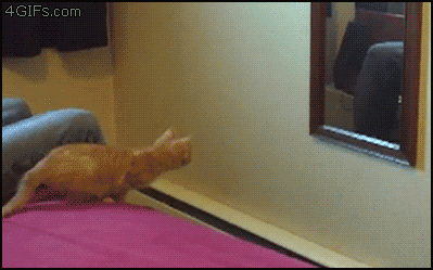 гифки-kitten-jump-fail-46270