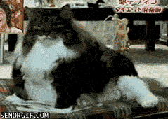 Кот чешится