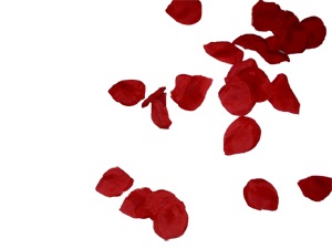 rosepetals