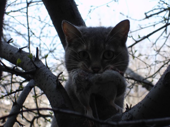 cat