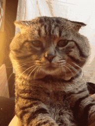cat