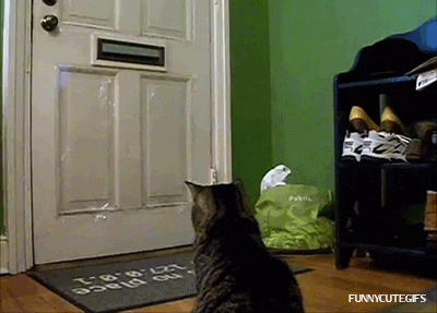 Кот приносит письма