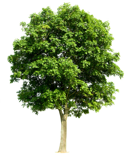 forestry