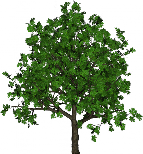 ДЕРЕВО КЛЕН