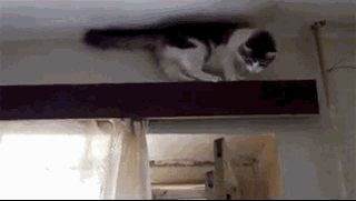 гифки-котэ-форточку-закрой-дует-363220