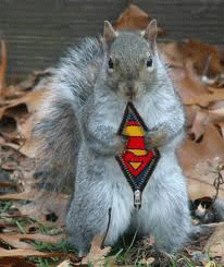 s squirrel