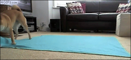 Dogtrickblanketroll