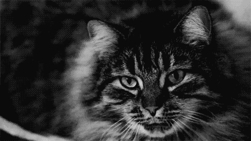 1336734634_gifs_22