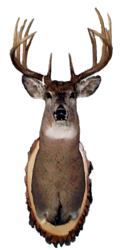deerhead256x512