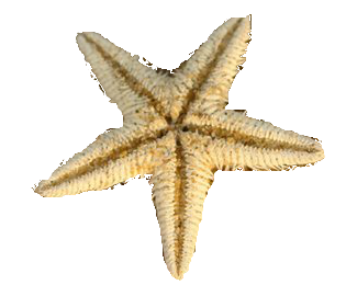 звезда морска