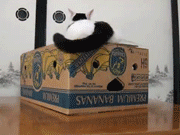 котэ в коробке